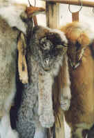 Coyote, Lynx, Red Fox Quivers