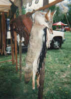 Coyote Quiver